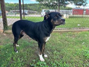 This animal was surrendered to the shelter by its previous owner Ares is neutered and microchipped