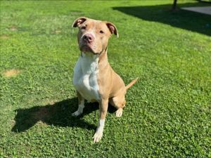 OSHUN Pit Bull Terrier Dog