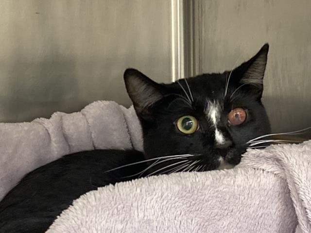 JOURNEY, an adoptable Domestic Short Hair in Santa Barbara, CA, 93111 | Photo Image 1