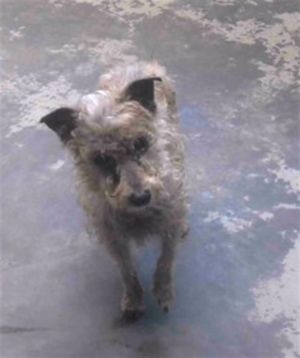 Im Tatum Im a 7lb mixed scruffy girl who was found as wandering around lost and no one ever came