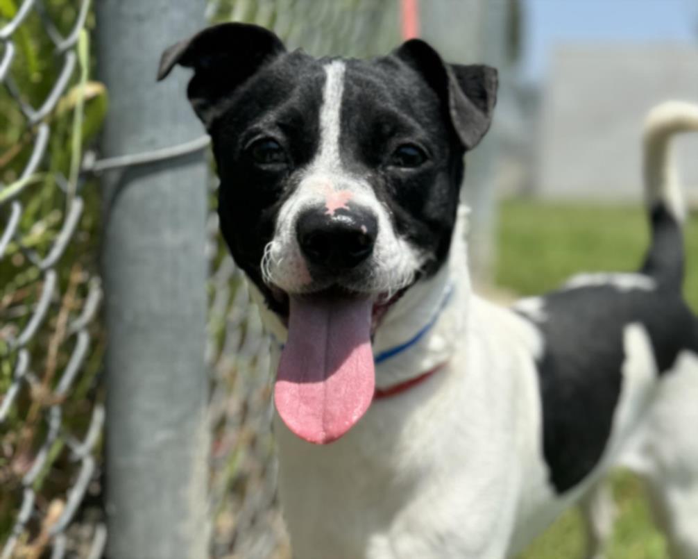 LOUISIANA, an adoptable Basenji, Mixed Breed in Los Angeles, CA, 90031 | Photo Image 1