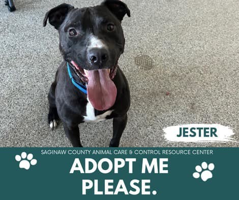 JESTER, an adoptable Pit Bull Terrier in Saginaw, MI, 48602 | Photo Image 1