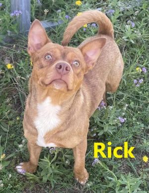 SMALL DOG ALERT 1 year 23lb RICK is a mixed breed and he is quite the character in a good