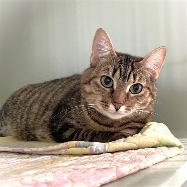 SAPHIRA, an adoptable Domestic Short Hair in Methuen, MA, 01844 | Photo Image 1