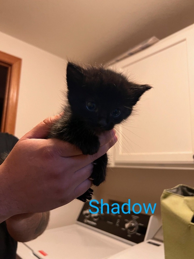 Shadow, an adoptable Domestic Medium Hair in Grand Rapids, MN, 55744 | Photo Image 2