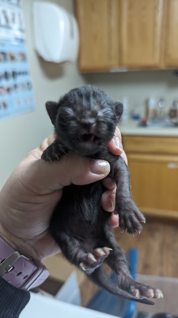 Pluto, an adoptable Domestic Medium Hair in Grand Rapids, MN, 55744 | Photo Image 2