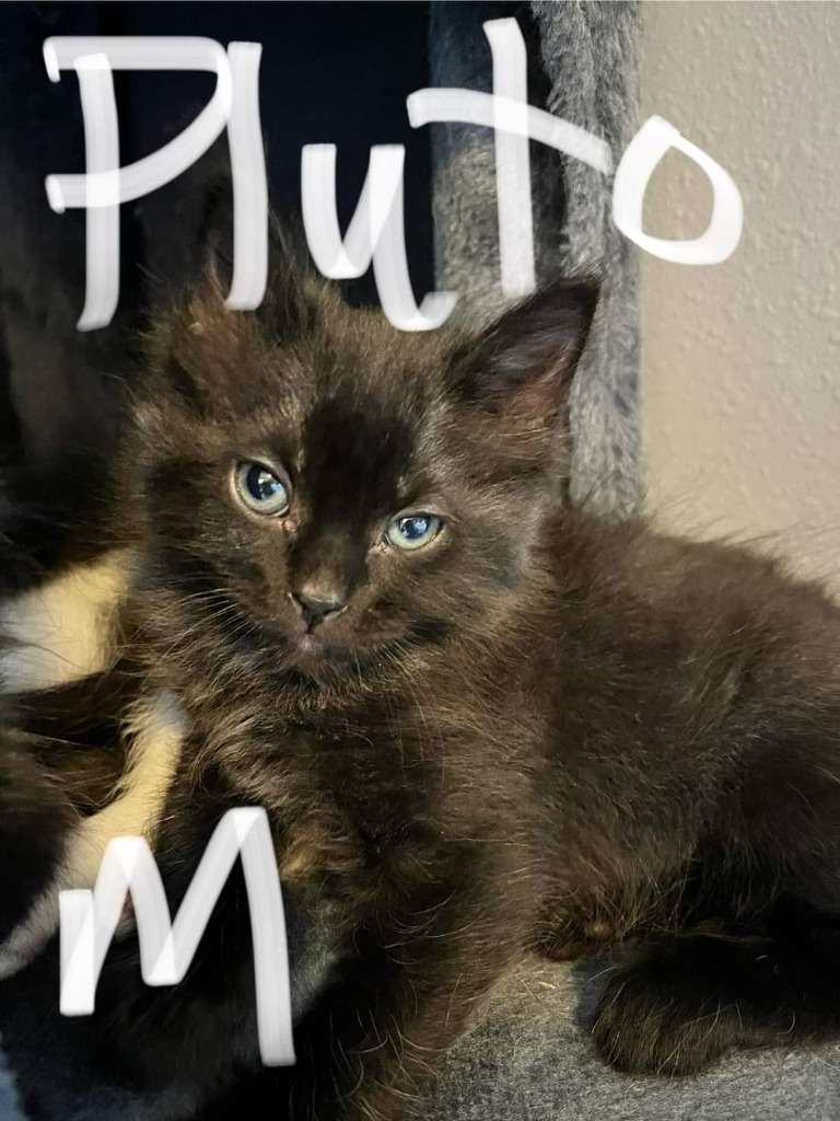 Pluto, an adoptable Domestic Short Hair in Grand Rapids, MN, 55744 | Photo Image 3