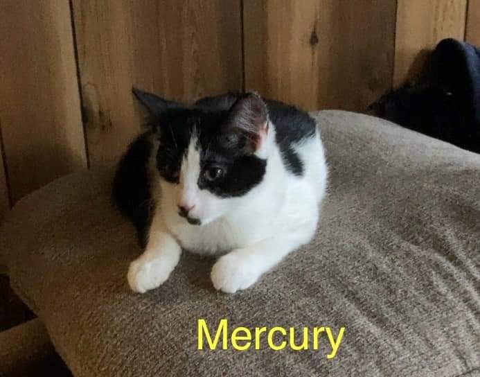 Mercury, an adoptable Domestic Short Hair in Grand Rapids, MN, 55744 | Photo Image 4