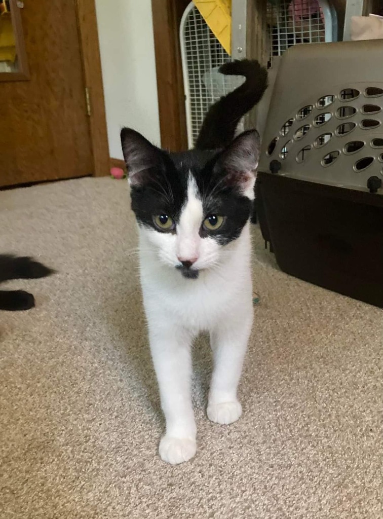 Mercury, an adoptable Domestic Short Hair in Grand Rapids, MN, 55744 | Photo Image 5