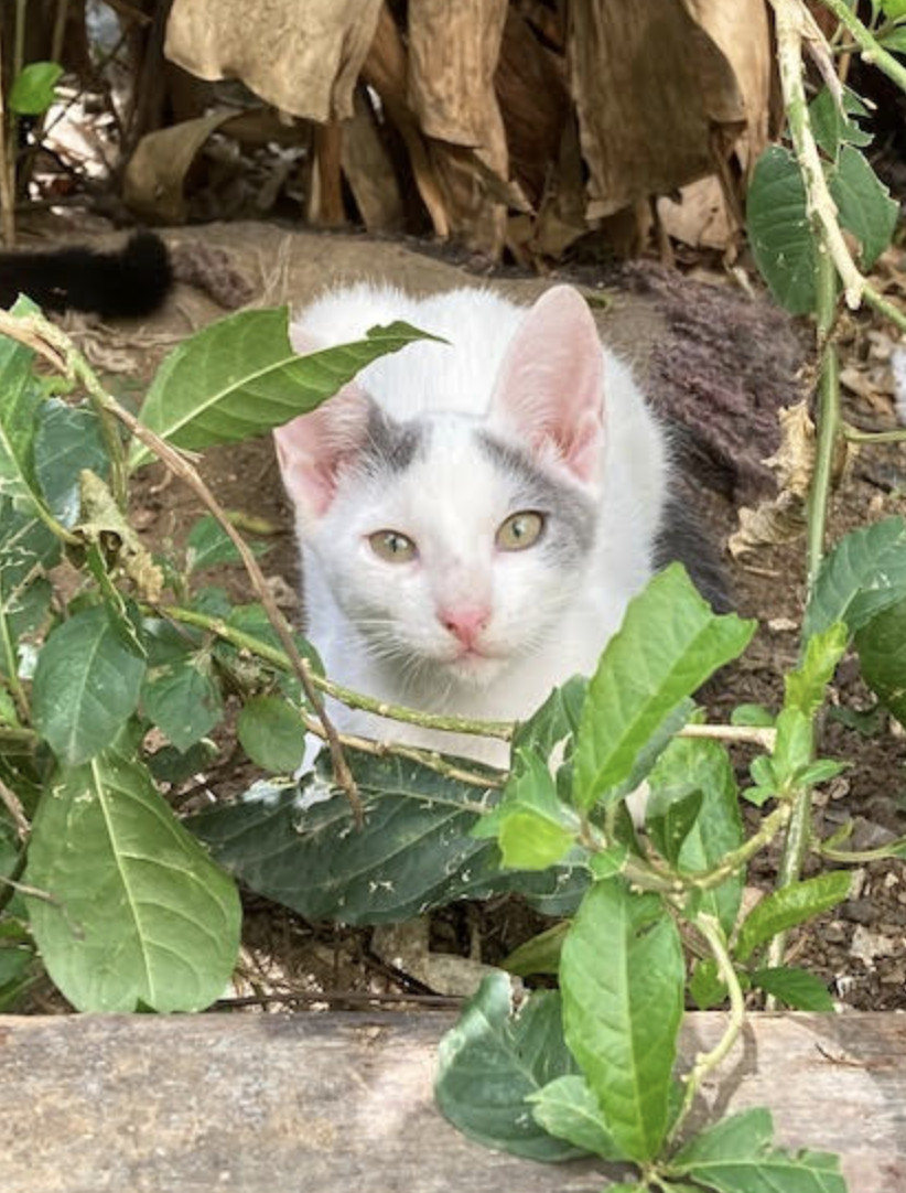 Oscar, an adoptable Domestic Short Hair in Rincon, PR, 00677 | Photo Image 1