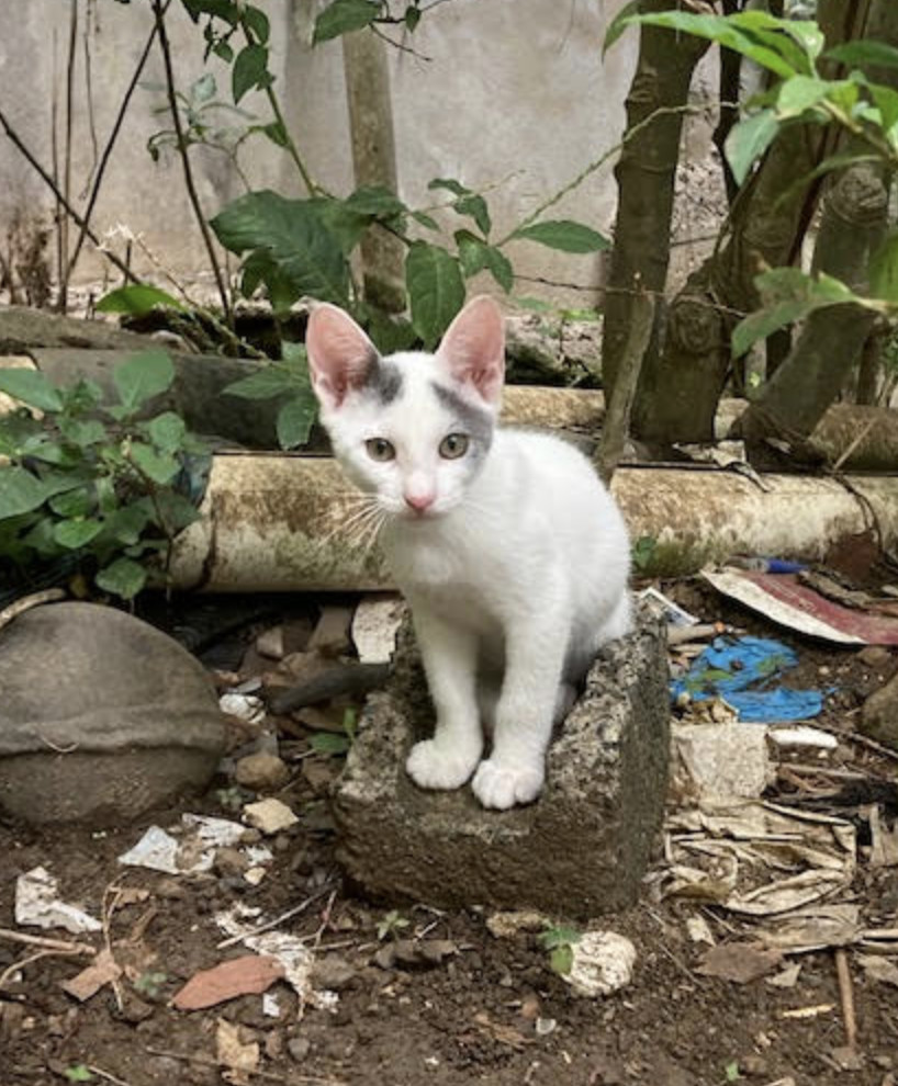 Oscar, an adoptable Domestic Short Hair in Rincon, PR, 00677 | Photo Image 2