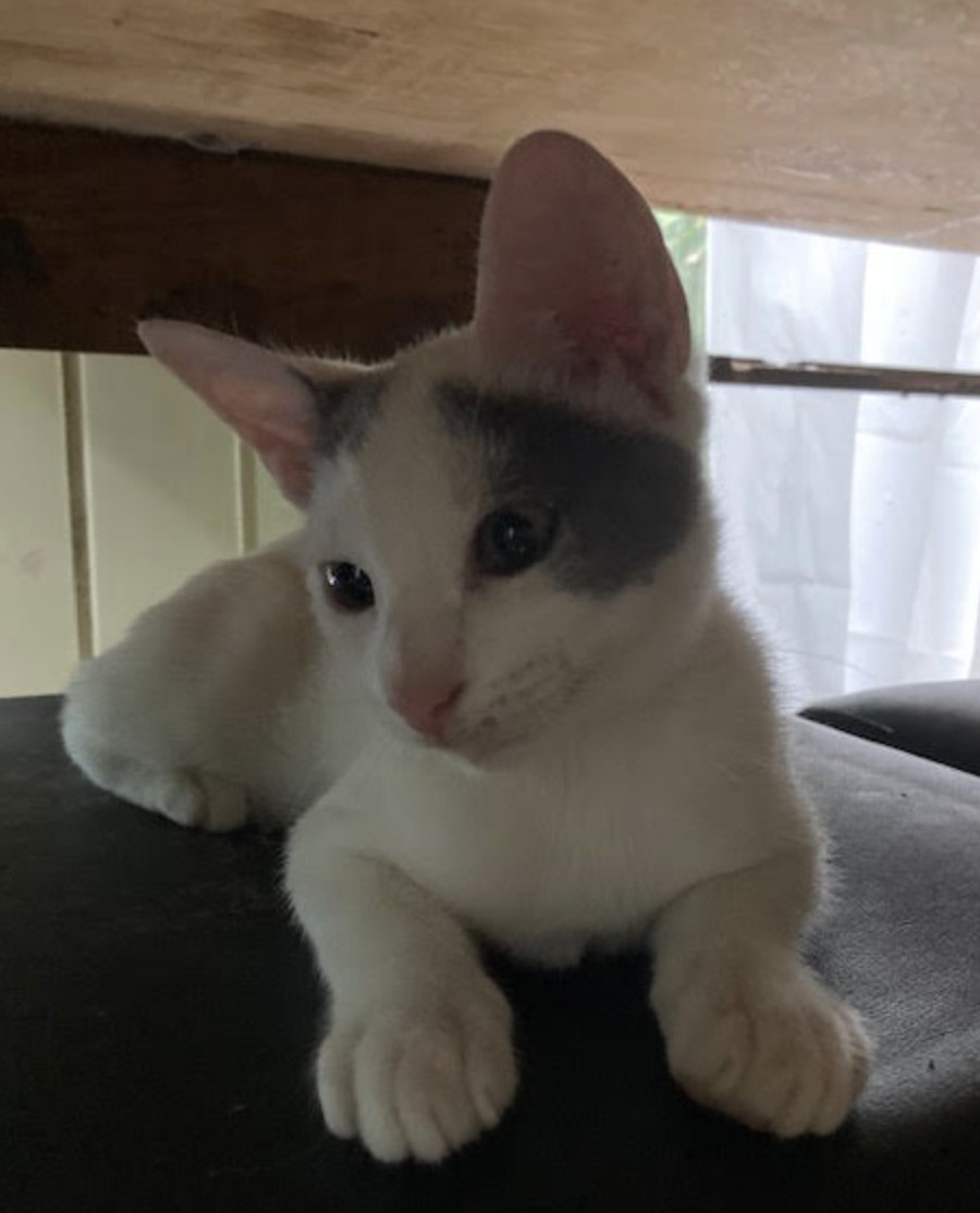 Oscar, an adoptable Domestic Short Hair in Rincon, PR, 00677 | Photo Image 3