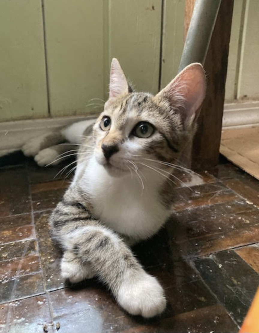 Itsy, an adoptable Domestic Short Hair in Rincon, PR, 00677 | Photo Image 1