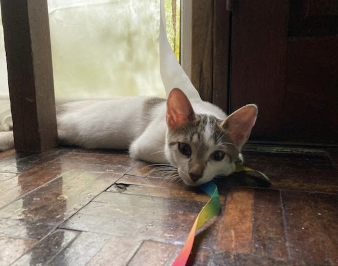 Tevi, an adoptable Domestic Short Hair in Rincon, PR, 00677 | Photo Image 2