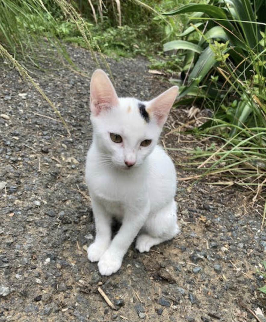 Odine, an adoptable Domestic Short Hair in Rincon, PR, 00677 | Photo Image 2