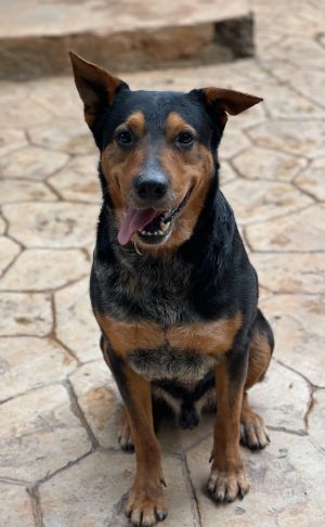 Tyson Australian Cattle Dog / Blue Heeler Dog