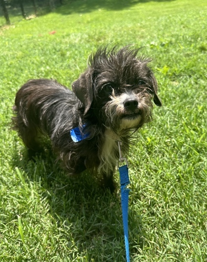 Sasha, an adoptable Pekingese, Shih Tzu in Morton Grove, IL, 60053 | Photo Image 1