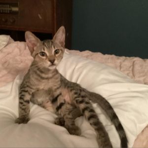 Sinbad Klein Domestic Short Hair Cat