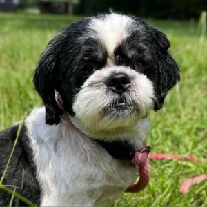 Cara is a delightful 5 12 yr old Shih Tzu mix weighing in at a dainty 15 pounds With a