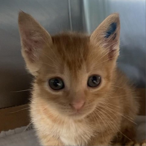 Tanya, an adoptable Domestic Short Hair in Vieques, PR, 00765 | Photo Image 1