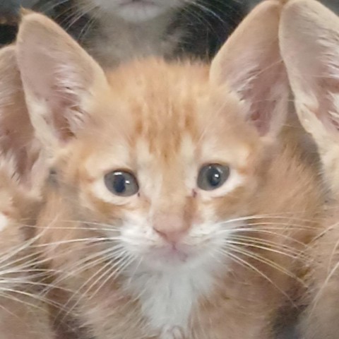 Tyson, an adoptable Domestic Short Hair in Vieques, PR, 00765 | Photo Image 2