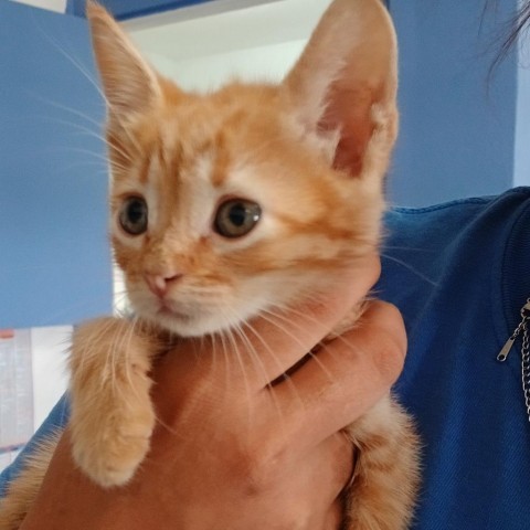 Tim, an adoptable Domestic Short Hair in Vieques, PR, 00765 | Photo Image 1