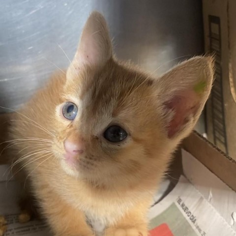 Tina, an adoptable Domestic Short Hair in Vieques, PR, 00765 | Photo Image 1