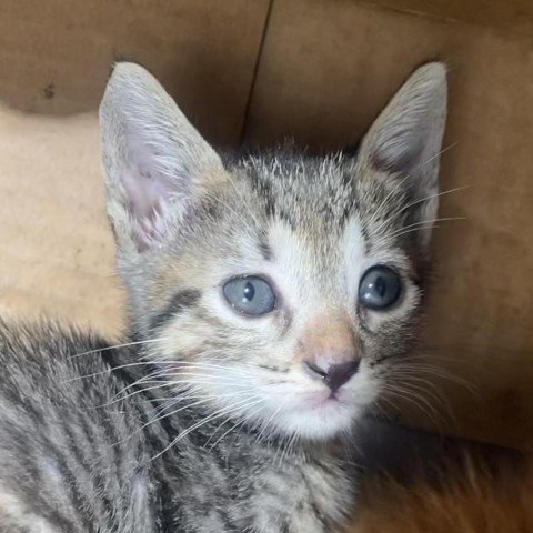 Talia, an adoptable Domestic Short Hair in Vieques, PR, 00765 | Photo Image 4