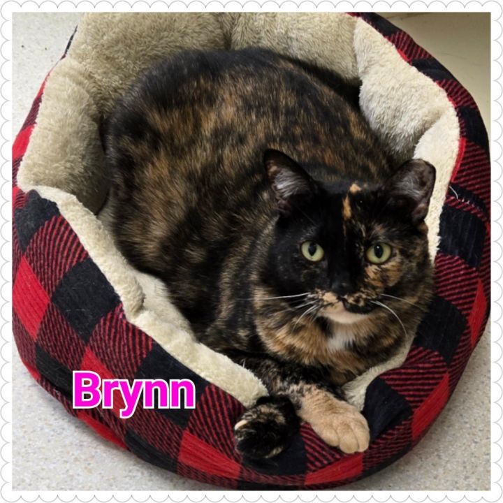 Brynn 2