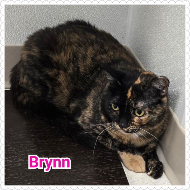 Brynn 4