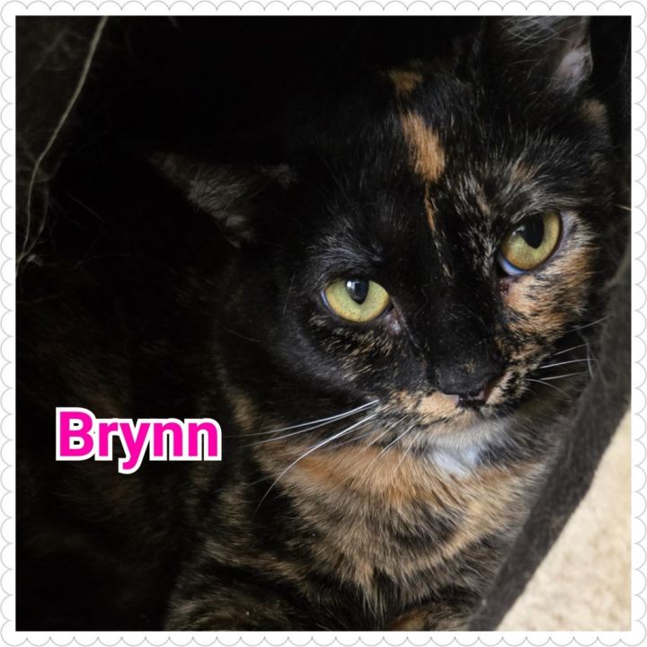 Brynn 6