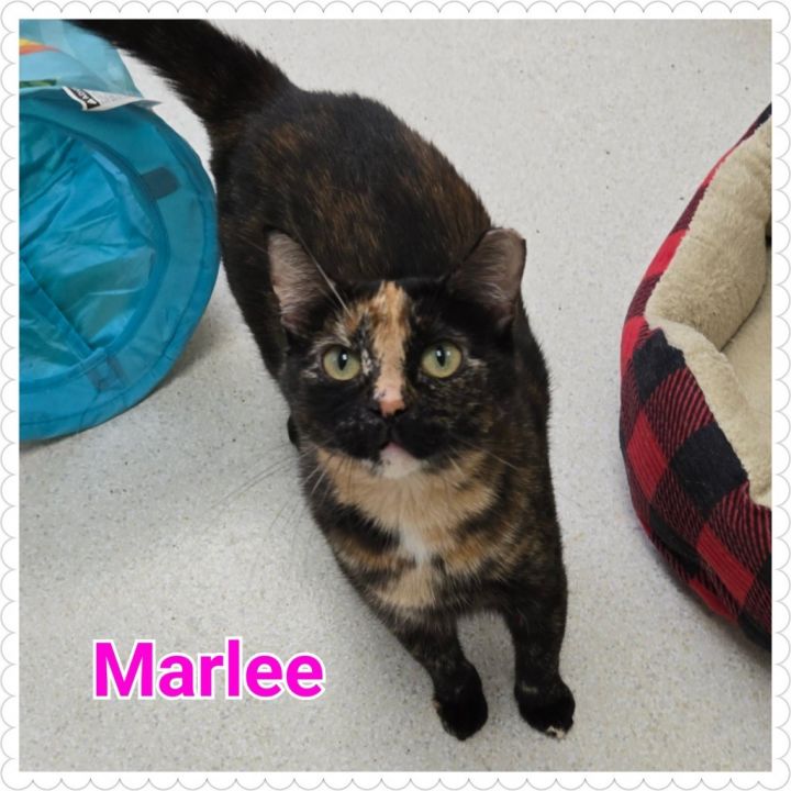 Marlee 1