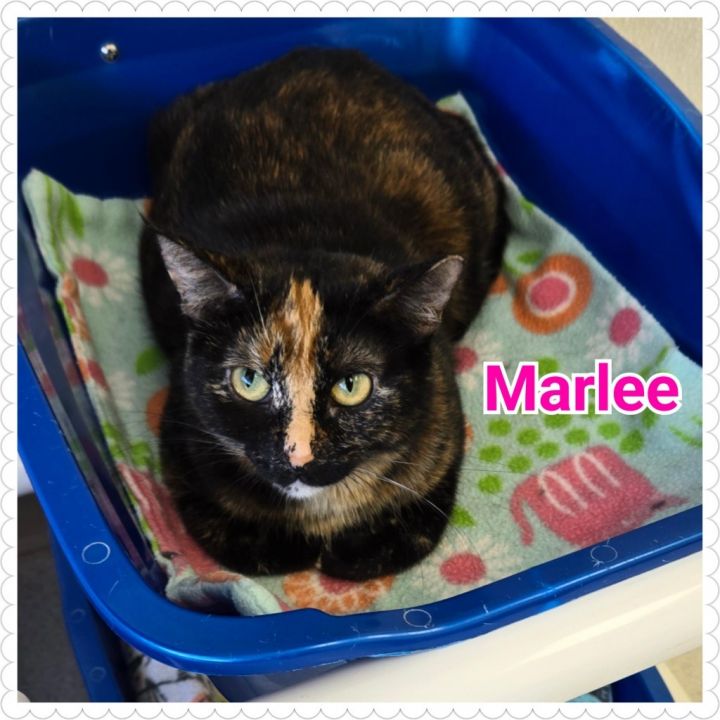 Marlee 3
