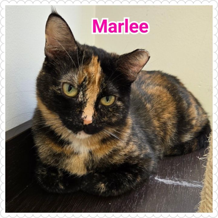 Marlee 4
