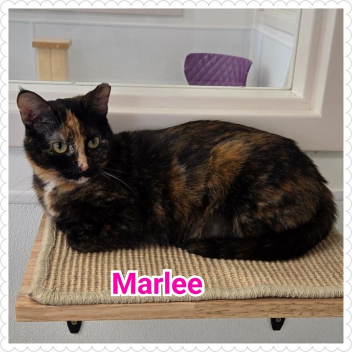 Marlee 5