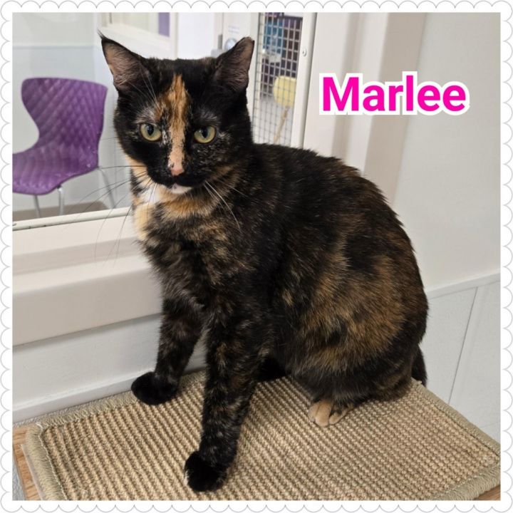 Marlee 6