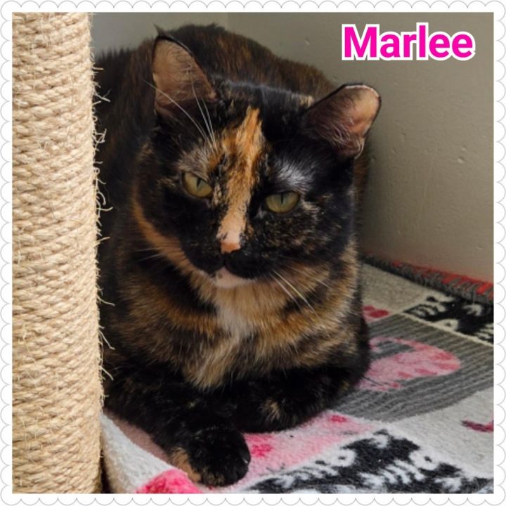 Marlee 7