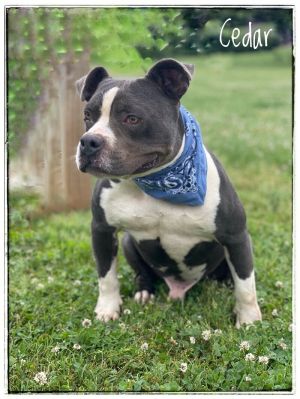 Cedar is a solid chunk of a gorgeous American Pit Bull Terrier pup Hes two-years-old and weighs 56