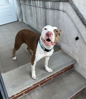 Mocha Mixed Breed Dog