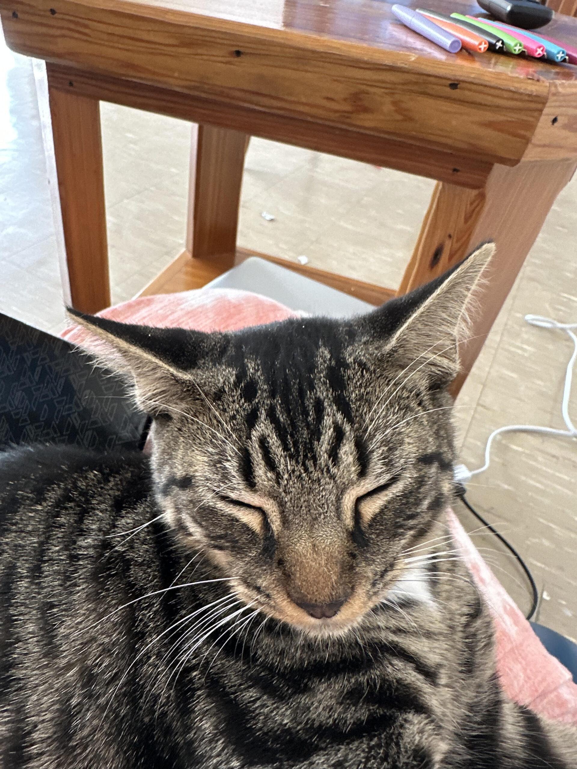 Bubbles, an adoptable Tabby in Jackson, LA, 70748 | Photo Image 1