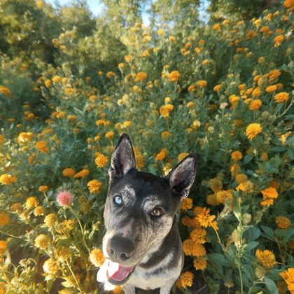 Pepper, an adoptable Mixed Breed in Pendleton, OR, 97801 | Photo Image 1