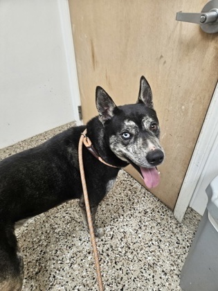 Pepper, an adoptable Mixed Breed in Pendleton, OR, 97801 | Photo Image 2