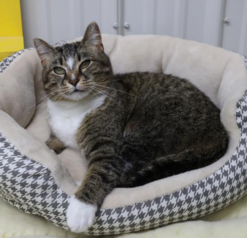 Callie, an adoptable Domestic Short Hair, Tabby in Thief River Falls, MN, 56701 | Photo Image 1