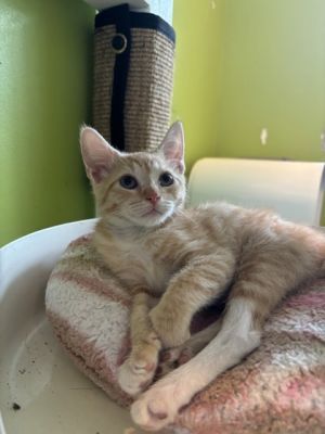 Hello there Im Riesling Im still a kitten so I have lots of energy to play and explore Im qui