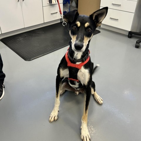 Atlas, an adoptable Shepherd, Mixed Breed in Rifle, CO, 81650 | Photo Image 1