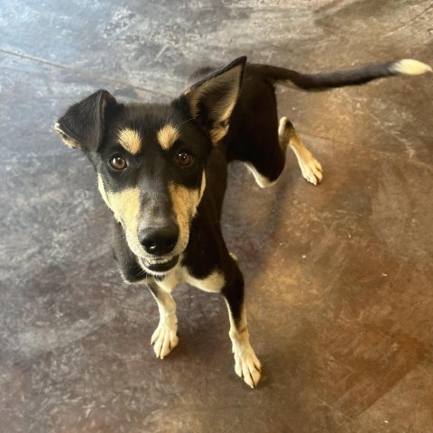 Atlas, an adoptable Australian Kelpie, Doberman Pinscher in Rifle, CO, 81650 | Photo Image 1