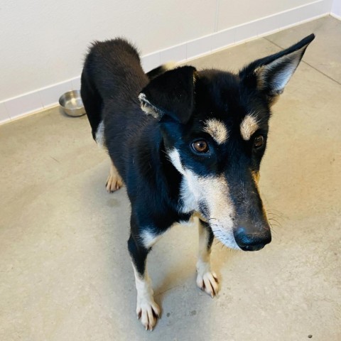 Atlas, an adoptable Shepherd, Mixed Breed in Rifle, CO, 81650 | Photo Image 2