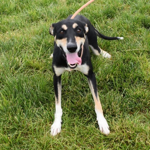 Atlas, an adoptable Australian Kelpie, Doberman Pinscher in Rifle, CO, 81650 | Photo Image 2