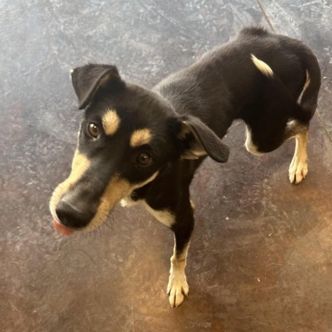 Atlas, an adoptable Australian Kelpie, Doberman Pinscher in Rifle, CO, 81650 | Photo Image 3