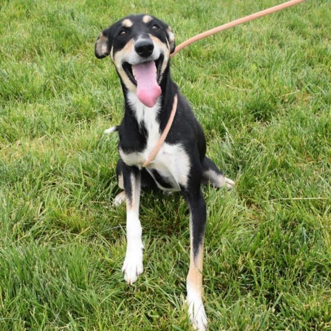 Atlas, an adoptable Australian Kelpie, Doberman Pinscher in Rifle, CO, 81650 | Photo Image 5